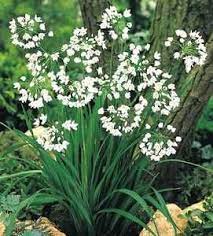 Alliums Allium Neapolitanum Allium Daffodils White Gardens
