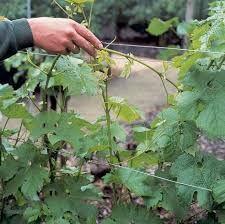 Image result for grape pruning