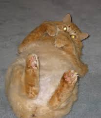 If your cat barfs, but resumes regular activities and continues to eat and seem otherwise healthy, you (and she) may not. Hair Today And Not Gone Tomorrow Vetzinsight Vin