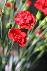 Varieties of this flower are especially fragrant, releasing a scent similar to jasmine. Carnations Flowers Featured Content Lovingly