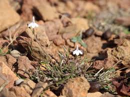 Image result for Thomandersiaceae