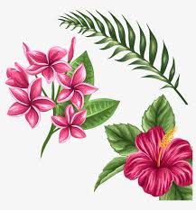 Hibiscus Drawing Watercolor Iphone 8 Coque Gel Souple Solide Avec Impression Png Image Transparent Png Free Download On Seekpng Cheap water color, buy quality education & office supplies directly from china suppliers:zig kuretake transparent watercolor paints set 14 colors with water brush japan enjoy ✓free. seekpng
