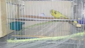 Muhabbet Kusu Hasta Olup Olmadigi Nasil Anlasilir Hastaliklarin Tedavisi Budgerigars Youtube