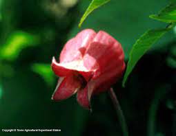 .the old jackmanii clematis got us interested in trying some of the texas native varieties and their we've caught the bug and wondering what other texas native clematis or native hybrids would be. Texas Native Plants Database