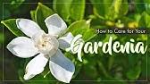 A native of asia, cape jasmine (gardenia jasminoides), also called common gardenia, is prized mainly for its ability to perfume the entire yard. Gardenia V S Jasmine Youtube
