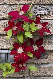 (aka crimson star, red cooler). Clematis Rebecca Clematis Plants Clematis Flower Flowering Vines