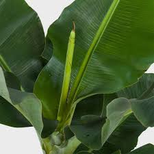 Image result for Musa Cavendish