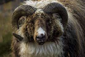 Icelandic Ram Explored Sheep Photography Fluffy Animals Ram Animal