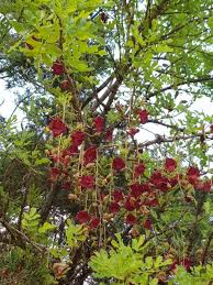 Image result for Kigelia africana