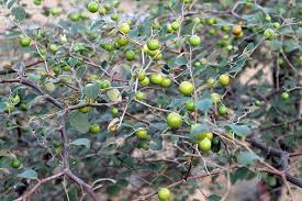 Image result for Ziziphus mauritiana