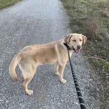 The champagne color is one of three different silver variations of coat that also include silver labs and charcoal labs. Pond Creek Labradors Best Labrador Breeder In Southern Il