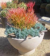 The fire tv version of the app is fully remote compatible and offers fast and smooth navigation. Succulents We Love Sticks Of Fire Succulent Landscaping Plants Succulents Garden