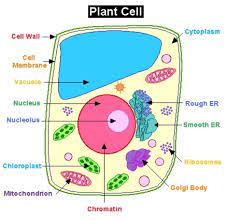 Your plant cells stock images are ready. Free Aspekte Einer Empirisch Fundierten Betriebswirtschaftlichen Entscheidungslehre Neuere Entwicklungen Bei Entscheidungen Unter Risiko