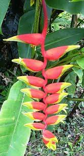 Hanging Heliconia Ginger Flower Flower Pictures Amazing Flowers