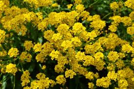 Image result for Aurinia