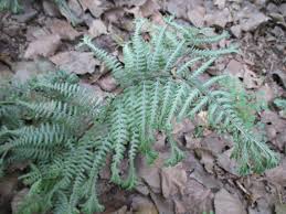 Estate solutions presents a great 2 day estate sale~ july 9th & 10th ~lenoir. Painted Ferns For Pop In The Shade Rotary Botanical Gardens