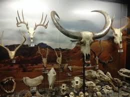 Image result for dbone collector museum