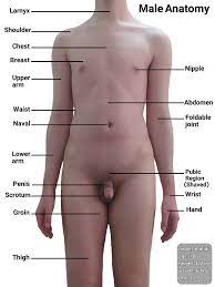 What are the parts and location of the male reproductive system? File Human Male Body Anatomy Jpg Wikimedia Commons