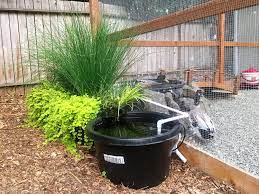 If you plan on having fish in the pond, choose a site with a good amount of sunlight. Our Aquaponics Inspired Duck Pond Filtration System What A Joy To Not Have To Dump A Kiddie Pool Ever Again Backyardducks