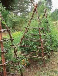 In addition, your personal interest, plant demand, and trellis design also may vary. Cool Tomato Trellises Tomato Trellis Garden Inspiration Vegetable Garden