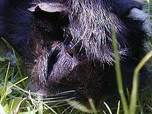 Meerschweinchen tiere vorlagen zum ausmalen. Hausmeerschweinchen Wikipedia