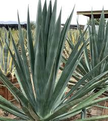 Image result for Agave sisalana