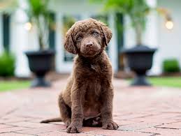 Welcome to greenfield puppies chesapeake bay retriever page! Puppy Breeds For Sale Animal Kingdom Puppies N Love