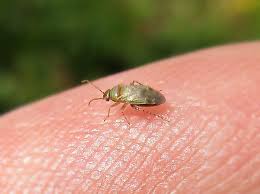 Image result for Campylospermum hiernii