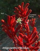 Red Anigozanthos Australian Plants Kangaroo Paw Kangaroo Paw Plant