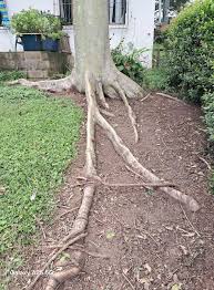 Image result for Pavetta gerstneri