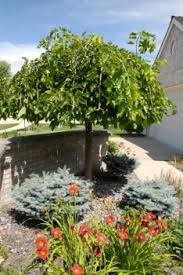 Dwarf Weeping Mulberry Tree Bears A Ton Of Mulberries That Are Very Sweet In The Spring Also Looks More Amazing In Person Garden Trees Plants Trees To Plant