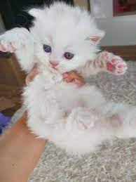 anne polyanna adli kullanicinin kedi sahiplendirme yavru scottish fold panosundaki pin scottish fold kedi