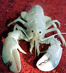 Image result for one of a kind animals