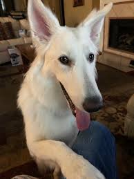 Beautiful coats, disposition, and conformation. My White Long Hair German Shepherd Rarepuppers