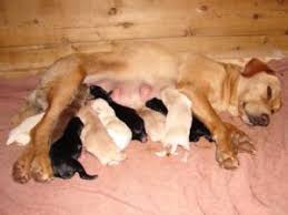 The background on these puppies akc fox red and yellow pointing lab puppies born march 10th. Labrador Retriever Puppies In Michigan