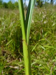 Image result for Scleria racemosa