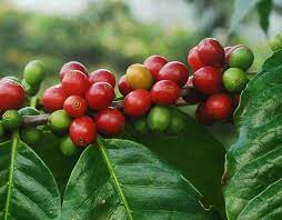 Your coffee tree fruit stock images are ready. Species Profile Coffee Coffea Spp Rainforest Alliance