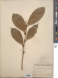 Image result for Leptaulus