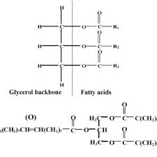Most relevant best selling latest uploads. A Basic Structure Of A Triglyceride Molecule With A Glycerol Backbone Download Scientific Diagram