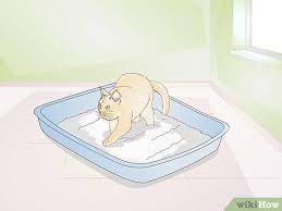 Mats help but don't do nearly enough. How To Keep Cat Litter From Tracking 10 Steps With Pictures