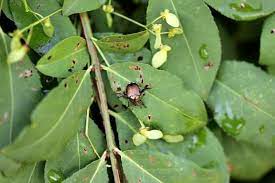 Winterizer Fertilizer Everything You Need To Know Plant For Success Planting Hydrangeas Plants Japanese Beetles