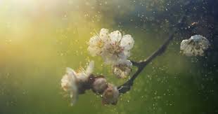 Having an allergy) مصاب بحساسية من شيء : Ø£Ù†ÙˆØ§Ø¹ Ø§Ù„Ø­Ø³Ø§Ø³ÙŠØ© ÙƒØ«ÙŠØ±Ø© ÙˆØºØ±ÙŠØ¨Ø© ØªØ¹Ø±Ù Ø¹Ù„ÙŠÙ‡Ø§ ÙˆÙƒÙŠÙ ÙŠØªØ¹Ø§Ù…Ù„ Ù…Ø¹Ù‡ Ø§Ù„Ø¬Ø³Ù… ÙˆÙ…Ø§ Ù‡Ùˆ Ø£Ø®Ø·Ø± Ø£Ù†ÙˆØ§Ø¹Ù‡Ø§