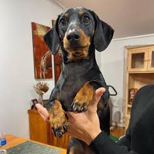 We've got puppies for sale in at michigan puppy, we offer purebred & designer dog breeds that we raise ourselves in our. Dachshund Puppy For Sale In Michigan Dashchund Puppy Facebook