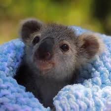 Animals Animallovers Petslife Cutestanimals Animallove Dogs Dogs Aesthetic Dogs And Puppies Baby Animal Videos Cute Baby Animals Baby Animals Pictures