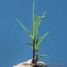 Image result for Ipomoea vernalis