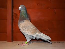 Pin By Luciano Jose On Homing Pigeon Pigeon Breeds Racing Pigeons Homing Pigeons