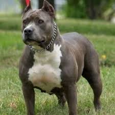 Pin On Cute Puppies