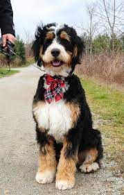 I Found My New Favorite Dog The Bernedoodle Bernedoodle Doodle Dog Bernedoodle Puppy