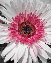 Cottoncandy By Michele Caporaso Flowers Amazing Flowers Flower Beauty