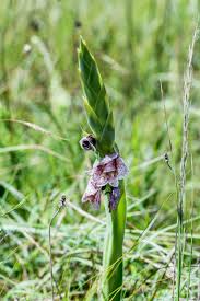 Image result for Riocreuxia torulosa